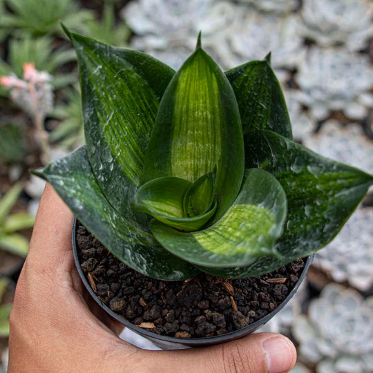 Sansevieria Hahnii Green Mould Striata