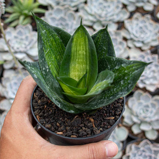 Sansevieria Hahnii Green Mould Striata