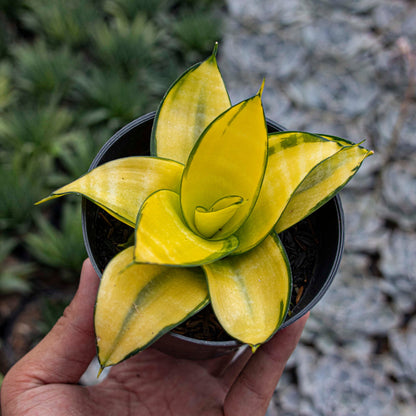 Sansevieria Hahnii Philippine Gold