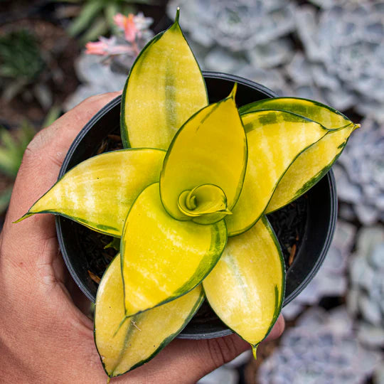 Sansevieria Hahnii Philippine Gold