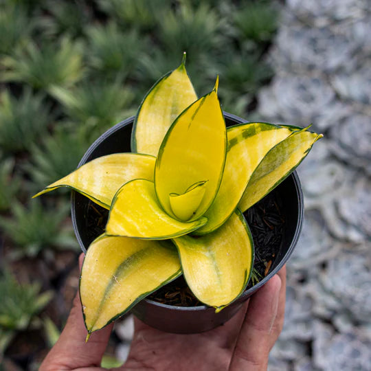 Sansevieria Hahnii Philippine Gold