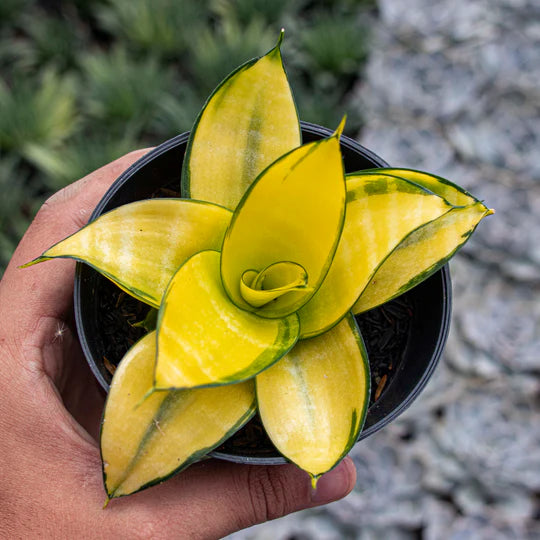 Sansevieria Hahnii Philippine Gold