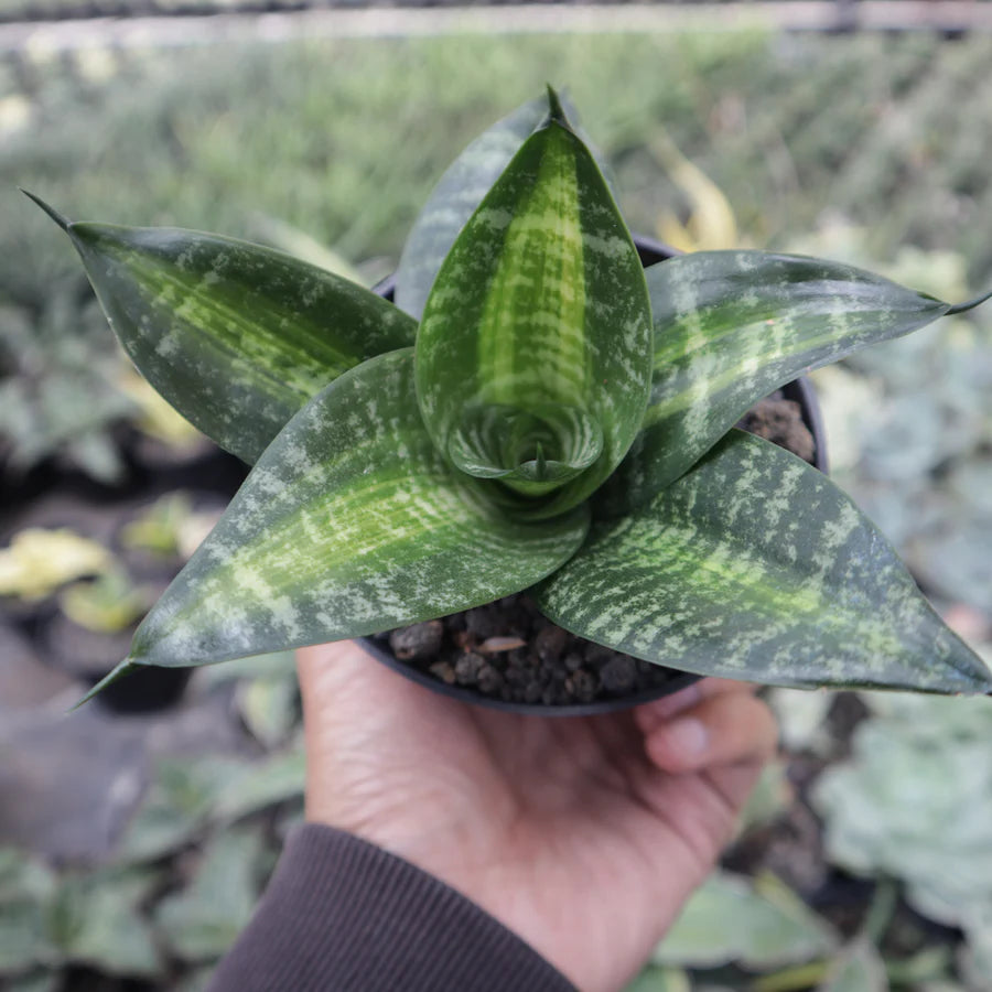 Sansevieria Hahnii Seibert