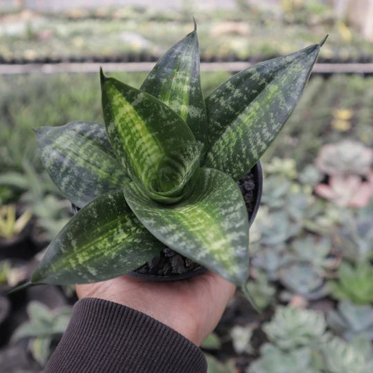 Sansevieria Hahnii Seibert