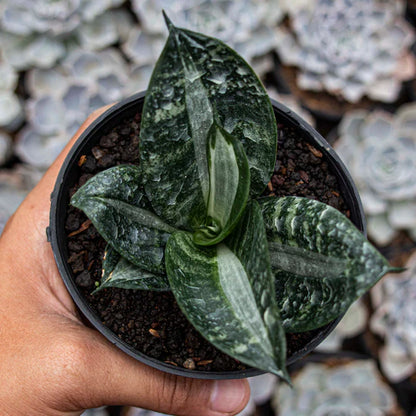 Sansevieria Hahnii Sticker