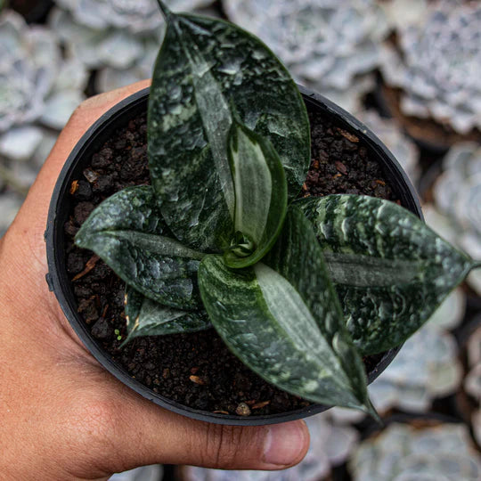 Sansevieria Hahnii Sticker