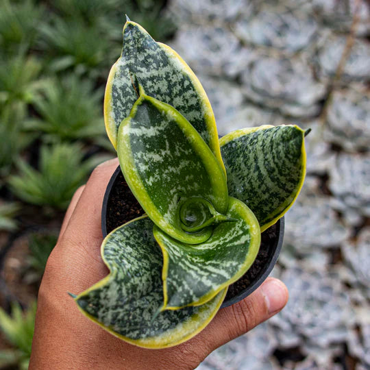 Sansevieria Hahnii Twister Tsunami