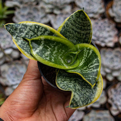 Sansevieria Hahnii Twister Tsunami