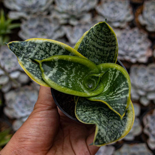 Sansevieria Hahnii Twister Tsunami