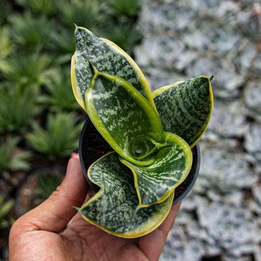 Sansevieria Hahnii Twister Tsunami