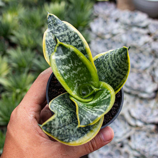 Sansevieria Hahnii Twister Tsunami