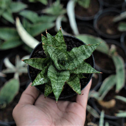 Sansevieria Ikha