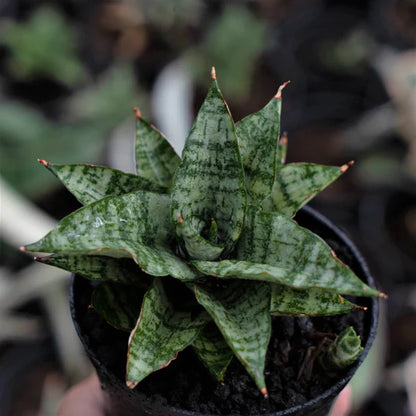 Sansevieria Ikha