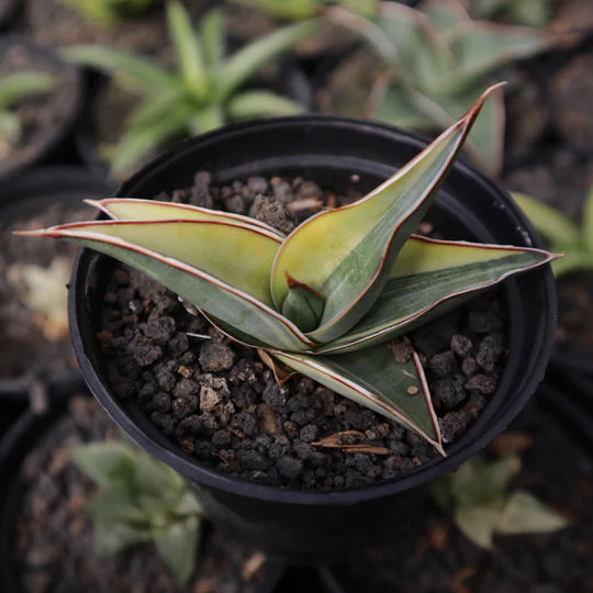 Sansevieria Johannesburg Variegated