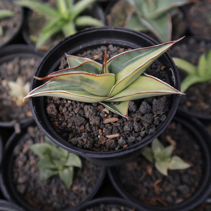 Sansevieria Johannesburg Variegated