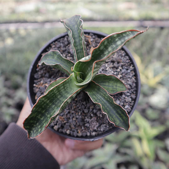 Sansevieria Lady Gaga