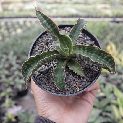 Sansevieria Lady Gaga