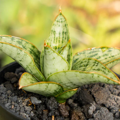 Sansevieria Liwa