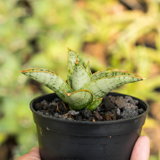 Sansevieria Liwa