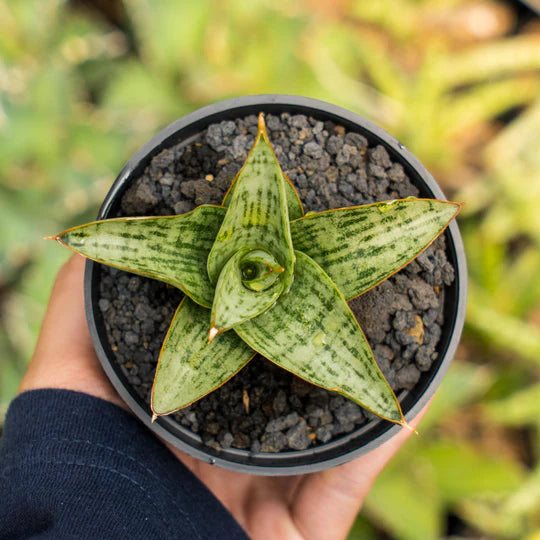 Sansevieria Liwa