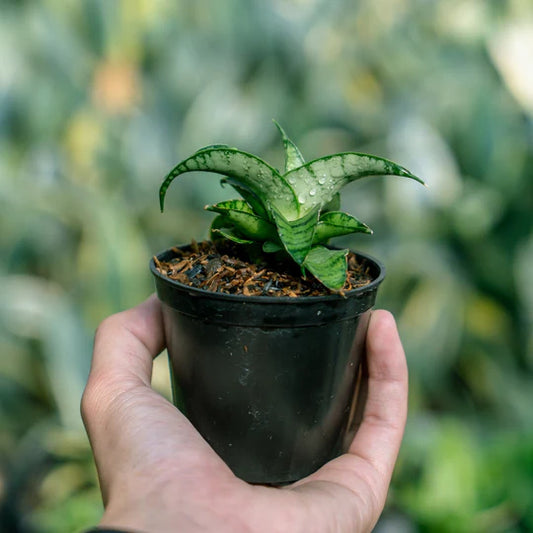 Sansevieria Mama Mia