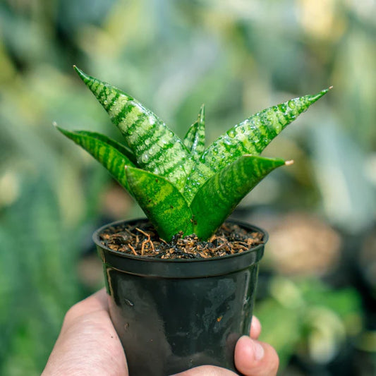 Sansevieria Marsa Anjani