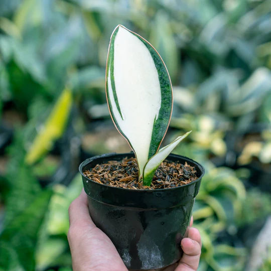 Sansevieria Masoniana Mediopict