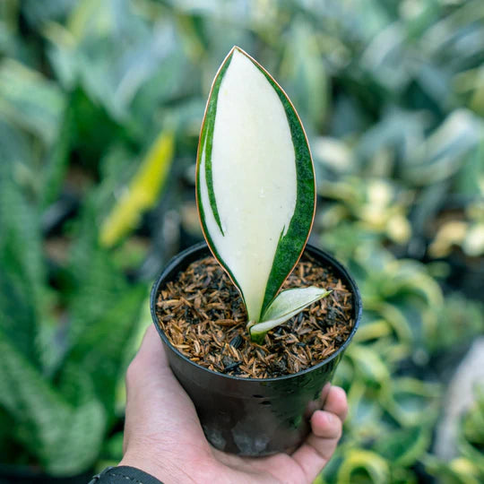 Sansevieria Masoniana Mediopict