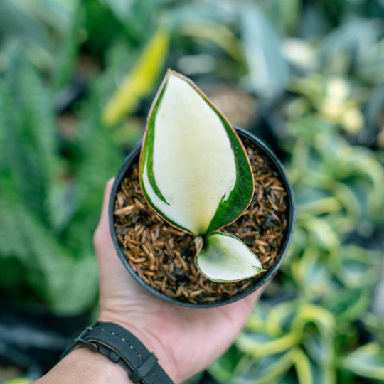 Sansevieria Masoniana Mediopict