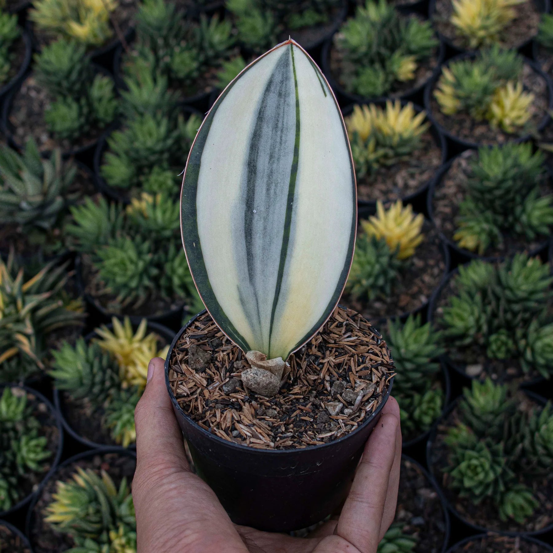 Sansevieria Masoniana Variegated GOOD QUALITY