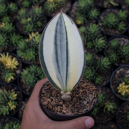 Sansevieria Masoniana Variegated GOOD QUALITY