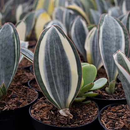 Sansevieria Masoniana Variegated GOOD QUALITY