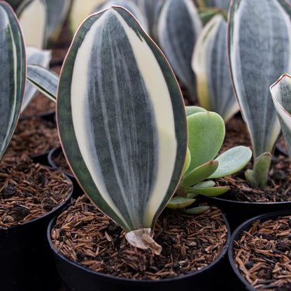 Sansevieria Masoniana Variegated GOOD QUALITY