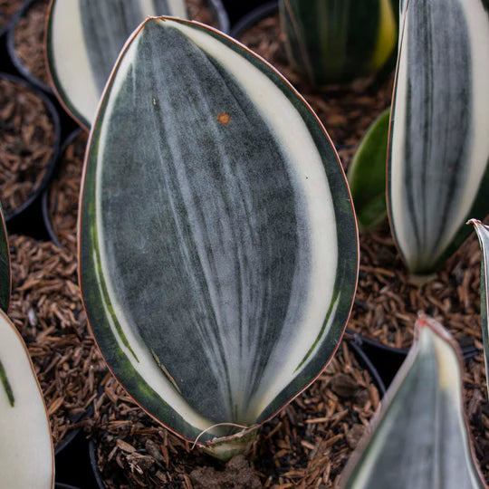 Sansevieria Masoniana Variegated GOOD QUALITY