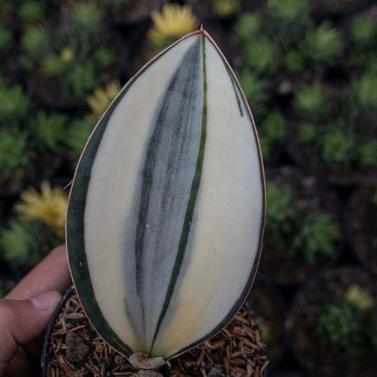 Sansevieria Masoniana Variegated GOOD QUALITY