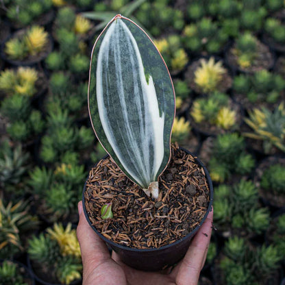 Sansevieria Masoniana Variegated MEDIUM QUALITY