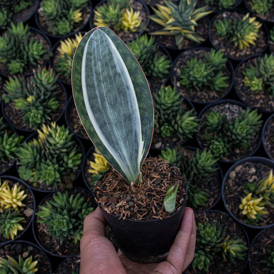 Sansevieria Masoniana Variegated MEDIUM QUALITY