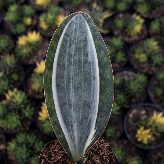 Sansevieria Masoniana Variegated MEDIUM QUALITY