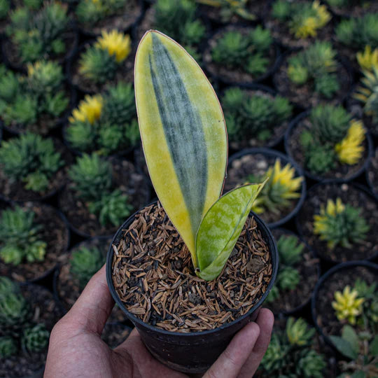 Sansevieria Masoniana Yellow Variegated