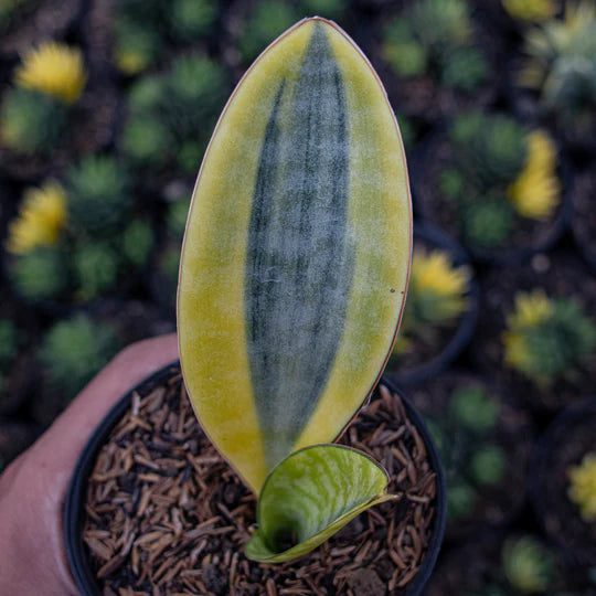 Sansevieria Masoniana Yellow Variegated