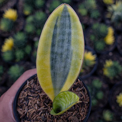 Sansevieria Masoniana Yellow Variegated