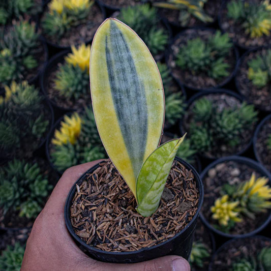 Sansevieria Masoniana Yellow Variegated