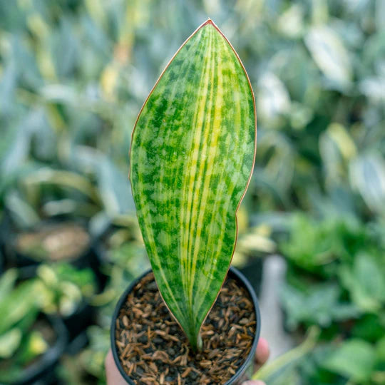 Sansevieria Masoniana Yellow Variegated Strip