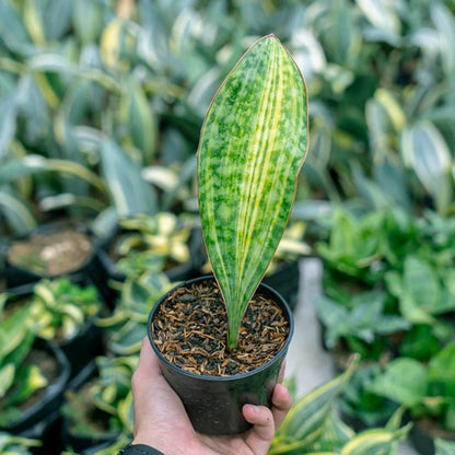 Sansevieria Masoniana Yellow Variegated Strip