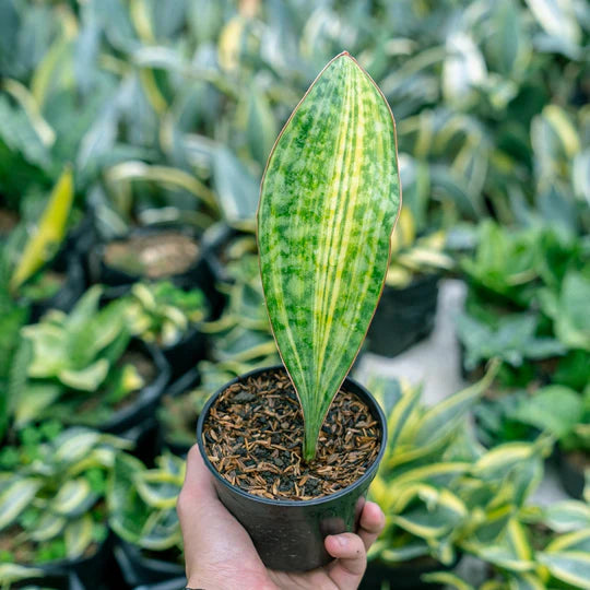 Sansevieria Masoniana Yellow Variegated Strip