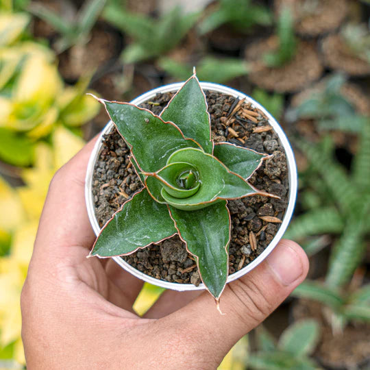 Sansevieria Maya