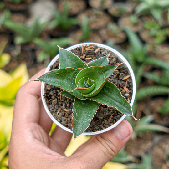 Sansevieria Maya