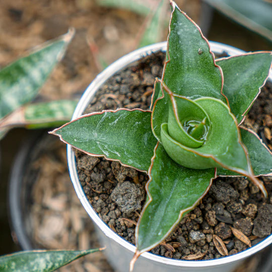 Sansevieria Maya