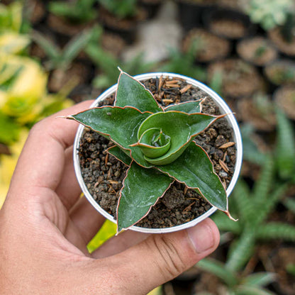 Sansevieria Maya