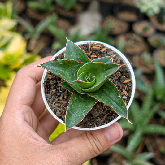 Sansevieria Maya